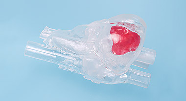 Heart Model for Myocardial Biopsy