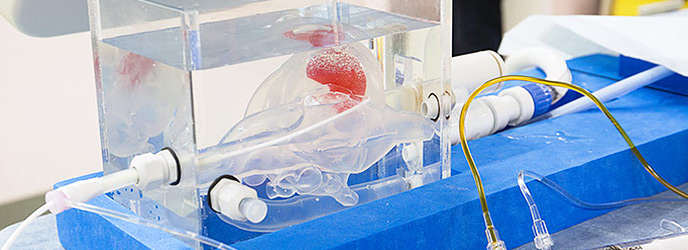 Myocardial Biopsy Model