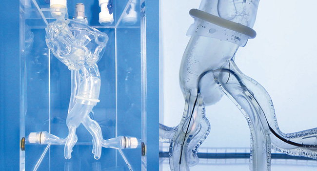 TAVI Cardiocranial Model